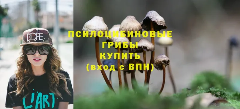 Галлюциногенные грибы Cubensis  Губкинский 